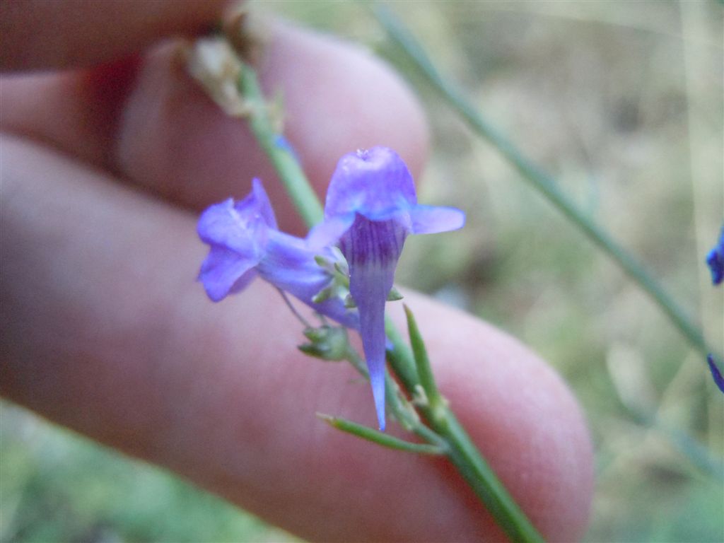 Dall''Abruzzo : Linaria purpurea